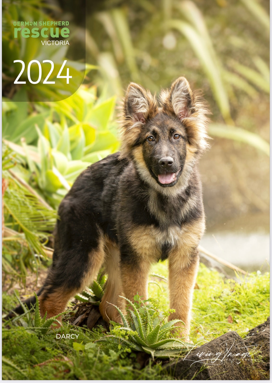 Core Products German Shepherd Rescue Victoria   FullSizeRender 59cadf41 A62b 4260 95c7 D1c95de2f884 1600x 