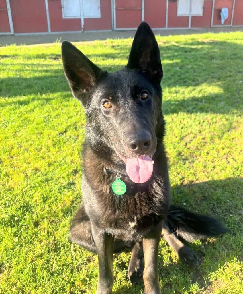 Biarn - Foster or Adopt