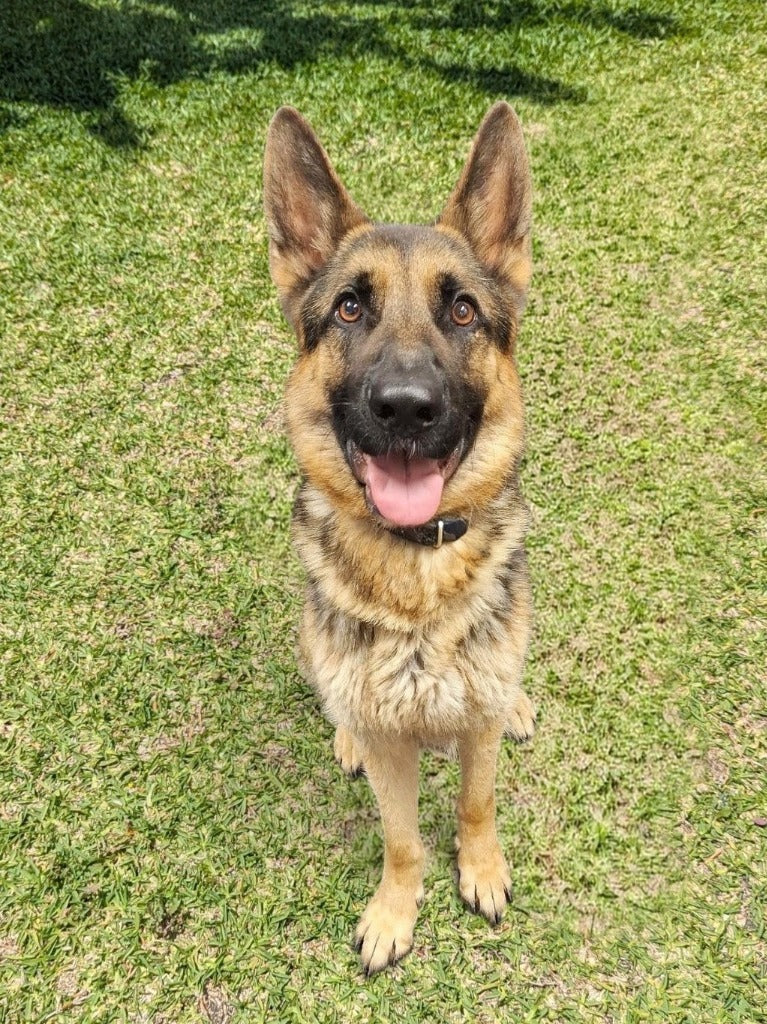 Archie